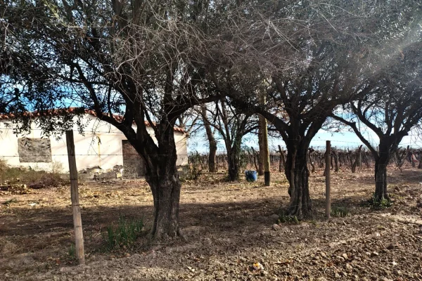 olivos y casa rural en finca vitivinícola en Mendoza