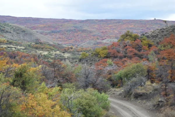 Venta de finca en Patagonia con vistas al bosque y cerros en Esquel. 
