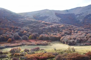 Bosque y valle en finca rural de Esquel, Patagonia argentina. 