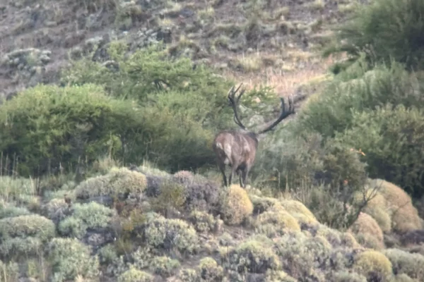 Ciervo en la finca rural de Patagonia, Esquel, rodeado de monte nativo. 