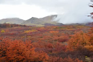 Bosque patagónico con niebla en finca de Esquel, Patagonia. 
