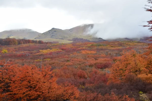 Bosque patagónico con niebla en finca de Esquel, Patagonia. 