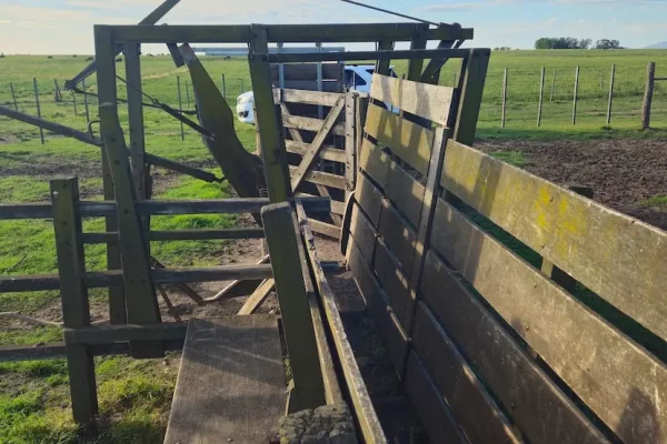 Manga para hacienda con campo abierto al fondo en finca rural en Buenos Aires 