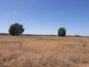 Campo agrícola en Río Negro Patagonia Argentina con paisaje abierto y potencial productivo