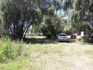 Acceso arbolado a campo agrícola en Río Negro Patagonia Argentina.