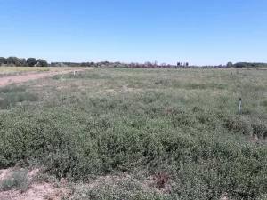 Campo agrícola en Río Negro Patagonia Argentina con potencial productivo.