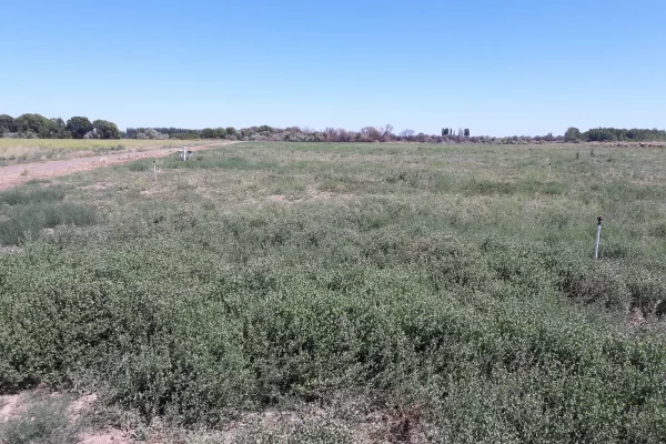 Campo agrícola en Río Negro Patagonia Argentina con potencial productivo.