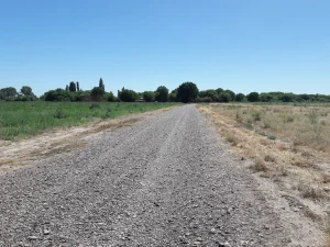Camino con alfalfa a ambos lados .Río Negro Patagonia Argentina.