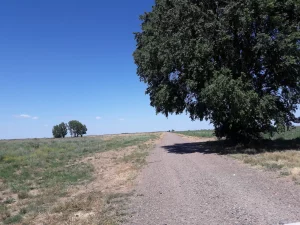 Camino interno de acceso dentro de campo agrícola en Río Negro Patagonia Argentina.