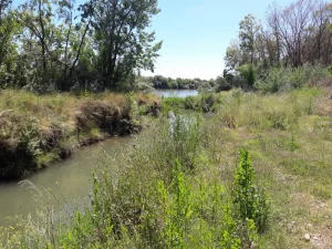 Canal de riego con vegetación natural en la costa del Río Negro dentro del campo en Patagonia Argentina.