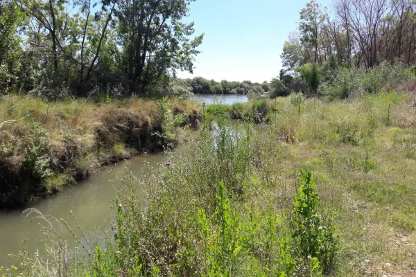 Canal de riego con vegetación natural en la costa del Río Negro dentro del campo en Patagonia Argentina.