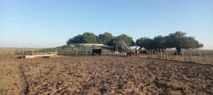 Corrales y manejo de ganado bovino en campo en Algarrobo Buenos Aires.