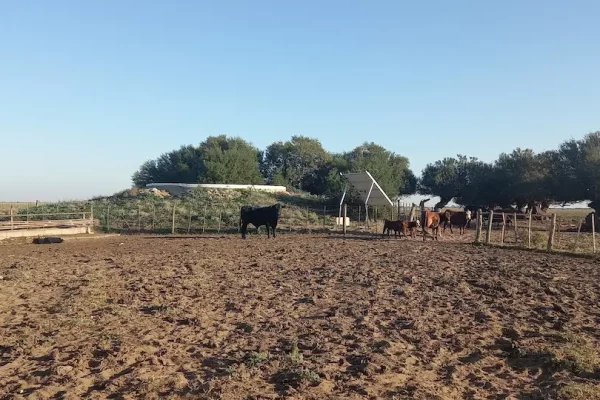 Corrales y manejo de ganado bovino en campo en Algarrobo Buenos Aires.