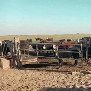 Corrales con ganado bovino en campo en Villarino Buenos Aires.