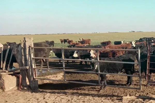 Corrales con ganado bovino en campo en Villarino Buenos Aires.