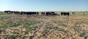 Ganado bovino en bebederos en campo ganadero en Algarrobo Buenos Aires.