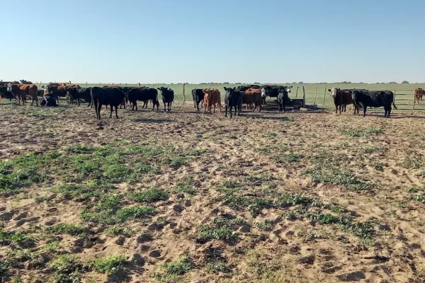 Ganado bovino en bebederos en campo ganadero en Algarrobo Buenos Aires.