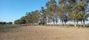 Lotes alambrados y subdivisiones del campo en Algarrobo Buenos Aires 