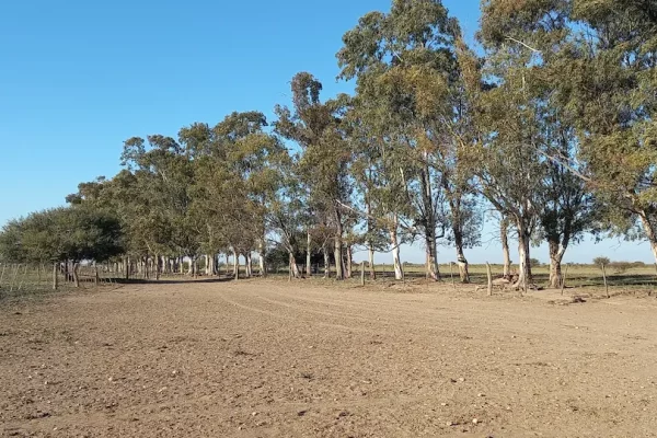 Lotes alambrados y subdivisiones del campo en Algarrobo Buenos Aires 