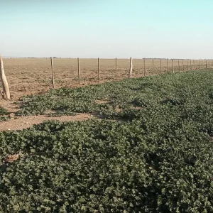 Pasturas y verdeos en campo agrícola ganadero en Algarrobo Buenos Aires 