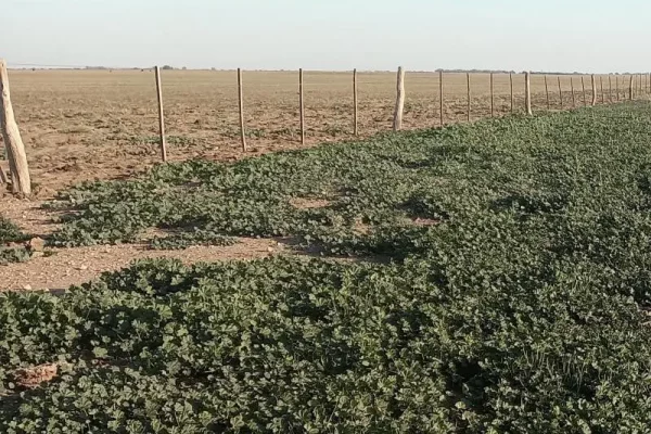 Pasturas y verdeos en campo agrícola ganadero en Algarrobo Buenos Aires 