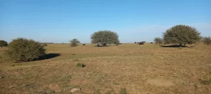 Campo en Algarrobo Villarino Buenos Aires vista general del establecimiento ganadero 