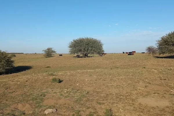 Campo en Algarrobo Villarino Buenos Aires vista general del establecimiento ganadero 