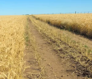 Camino interno entre lotes agrícolas del establecimiento