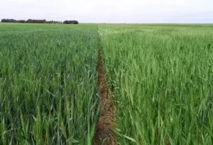 Cultivo de trigo en desarrollo en campo agrícola de Bahía Blanca