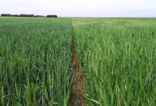 trigo-bahia-blanca-01 Cultivo de trigo en desarrollo en campo agrícola de Bahía Blanca