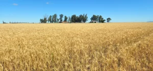 Lote de trigo próximo a cosecha en establecimiento agrícola de Bahía Blanca