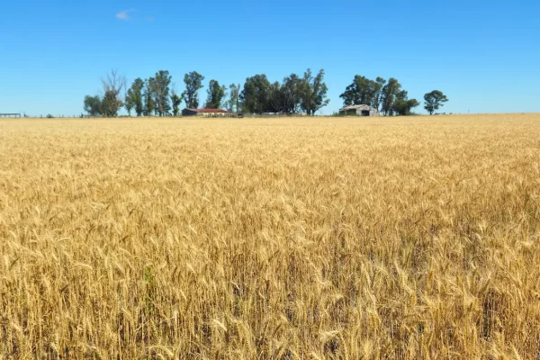 trigo-bahia-blanca-02 Lote de trigo próximo a cosecha en establecimiento agrícola de Bahía Blanca