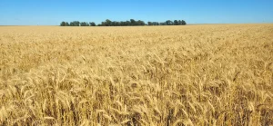 Vista general de lote de trigo en producción