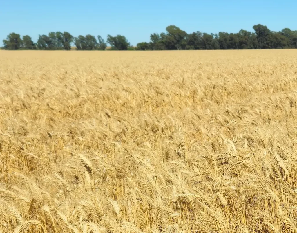 Lote de trigo próximo a cosecha en Bahía Blanca
