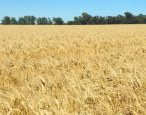 Lote de trigo próximo a cosecha en Bahía Blanca