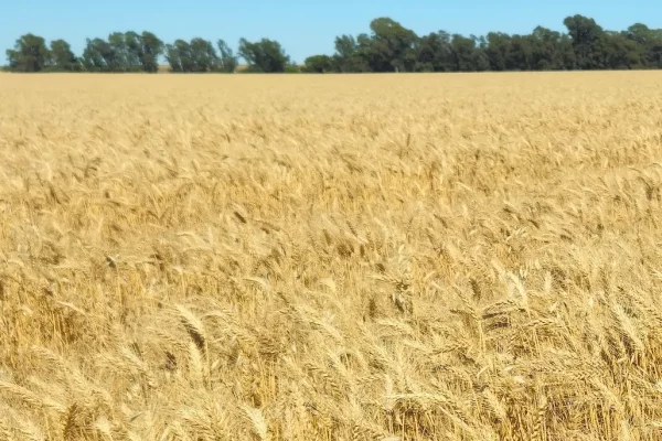 trigo-bahia-blanca-10 Lote de trigo próximo a cosecha en Bahía Blanca