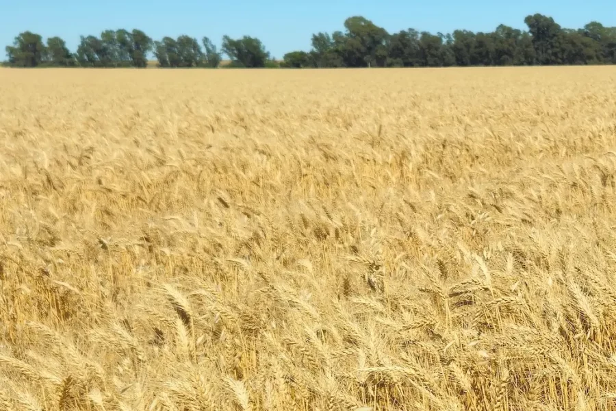 Lote de trigo próximo a cosecha en Bahía Blanca
