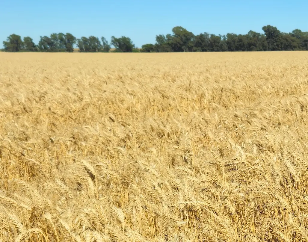 Lote de trigo próximo a cosecha en Bahía Blanca