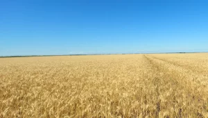 Vista panorámica de lote agrícola de trigo