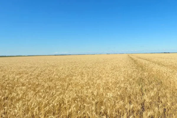 trigo-bahia-blanca-1000-hectareas-08 Vista panorámica de lote agrícola de trigo