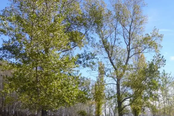 Arboleda y sector verde del campo de 1.578 ha en Pedro Luro, provincia de Buenos Aires. 