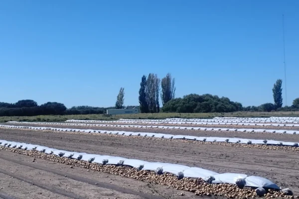 Explotación hortícola en campo con riego de Pedro Luro, provincia de Buenos Aires. 