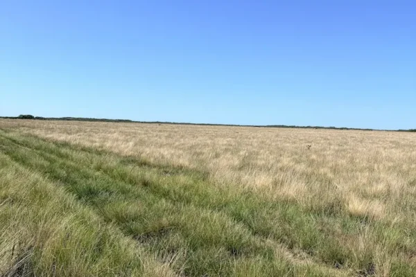 Vista abierta de campo natural perteneciente al establecimiento de 1.578 hectáreas en Buenos Aires. 