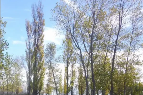 Arboleda y área verde del establecimiento rural ubicado en Pedro Luro, Buenos Aires. 