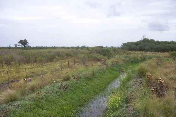 Curso de agua entre vegetación natural en campo de Pedro Luro, provincia de Buenos Aires. 