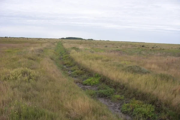 Extensión de campo natural y vegetación en establecimiento de 1.578 hectáreas en Pedro Luro. 