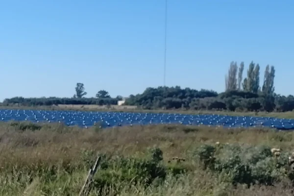 Área de producción hortícola en el campo de 1.578 hectáreas ubicado en Pedro Luro. 