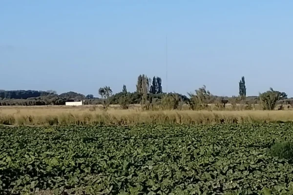 Superficie cultivada del campo en venta en Buenos Aires, ubicado en Pedro Luro. 