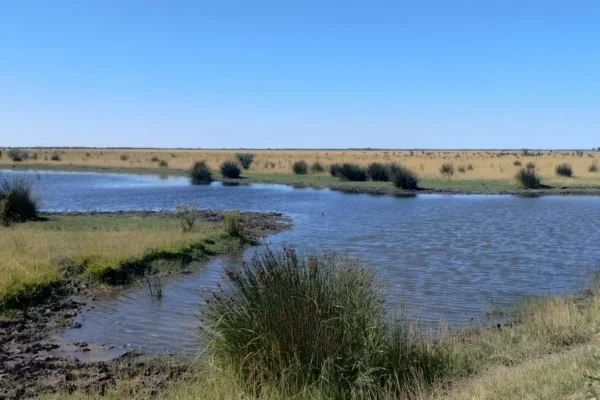 Sector con agua rodeado de campo natural en establecimiento ganadero de Pedro Luro. 