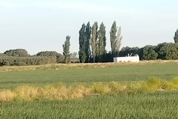 Lotes verdes y arboleda del establecimiento rural de 1.578 hectáreas en Pedro Luro. 